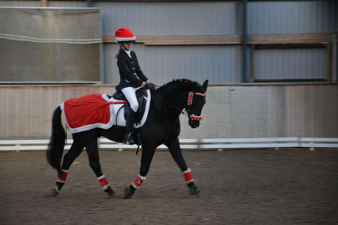 DSP Vasehøjs Lancelot billede 4