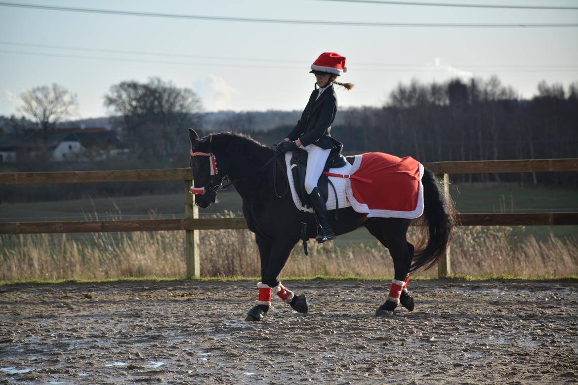 DSP Vasehøjs Lancelot billede 5