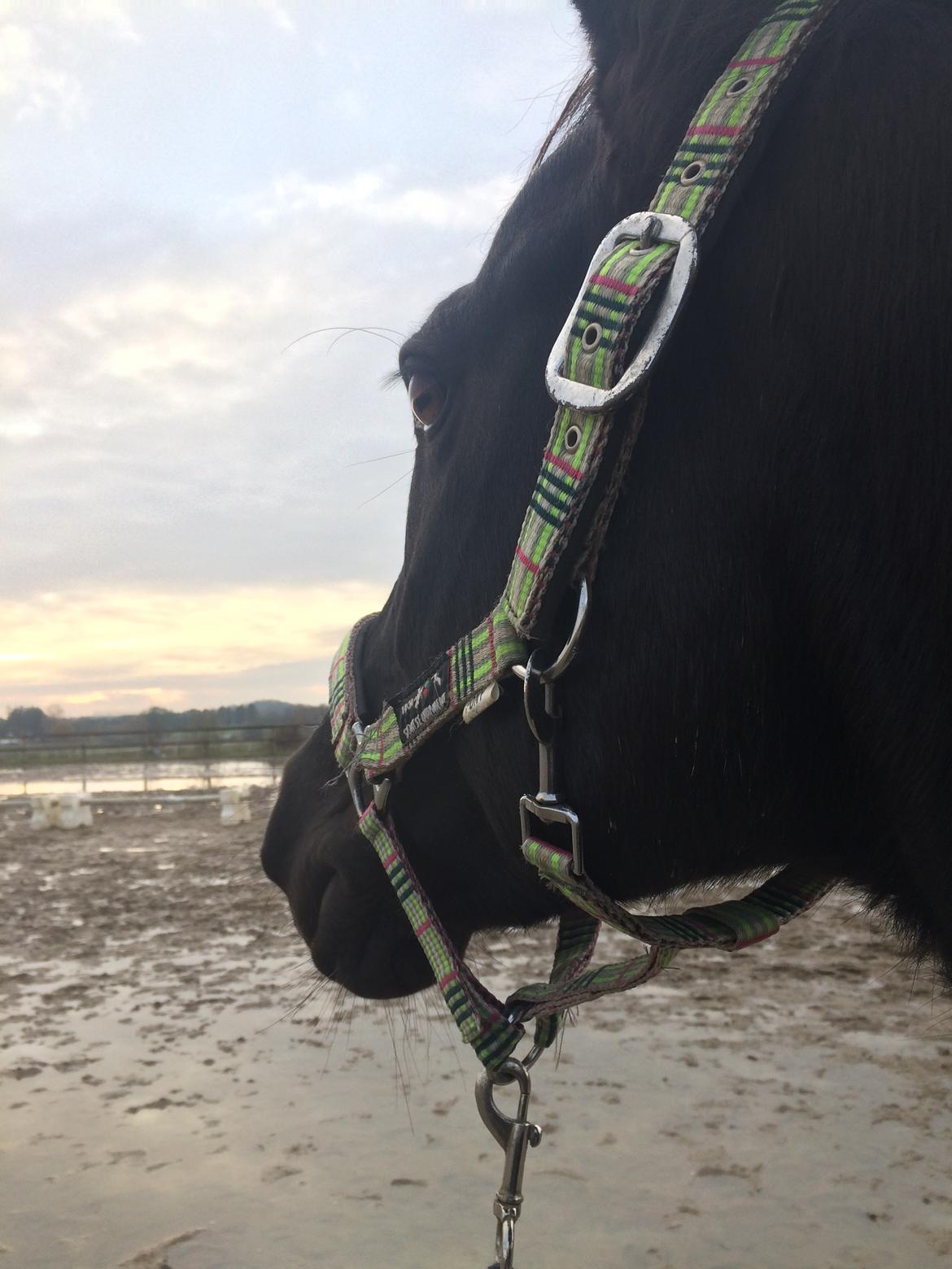 DSP Vasehøjs Lancelot billede 6