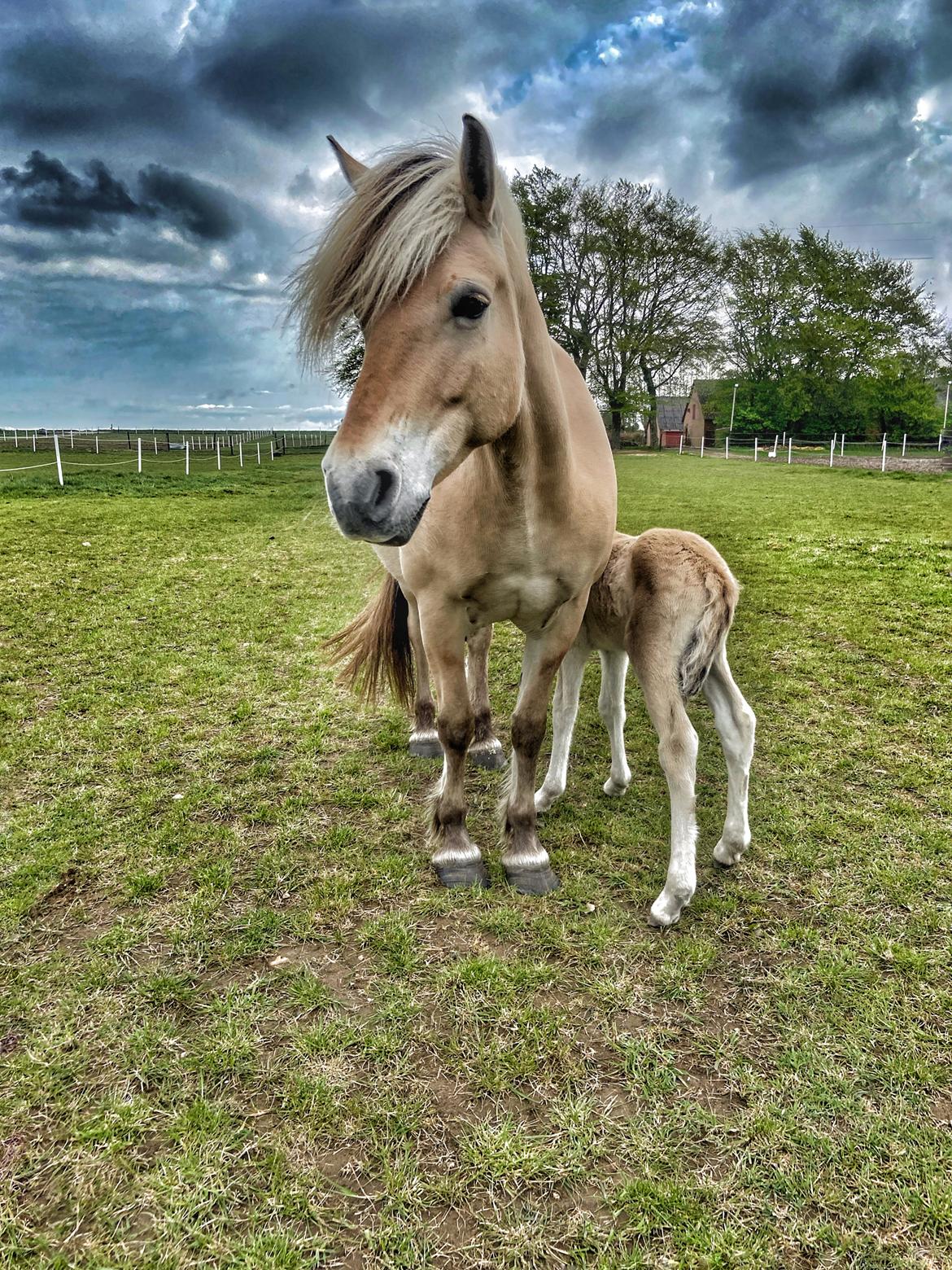 Fjordhest Mosegårdens Iris billede 1