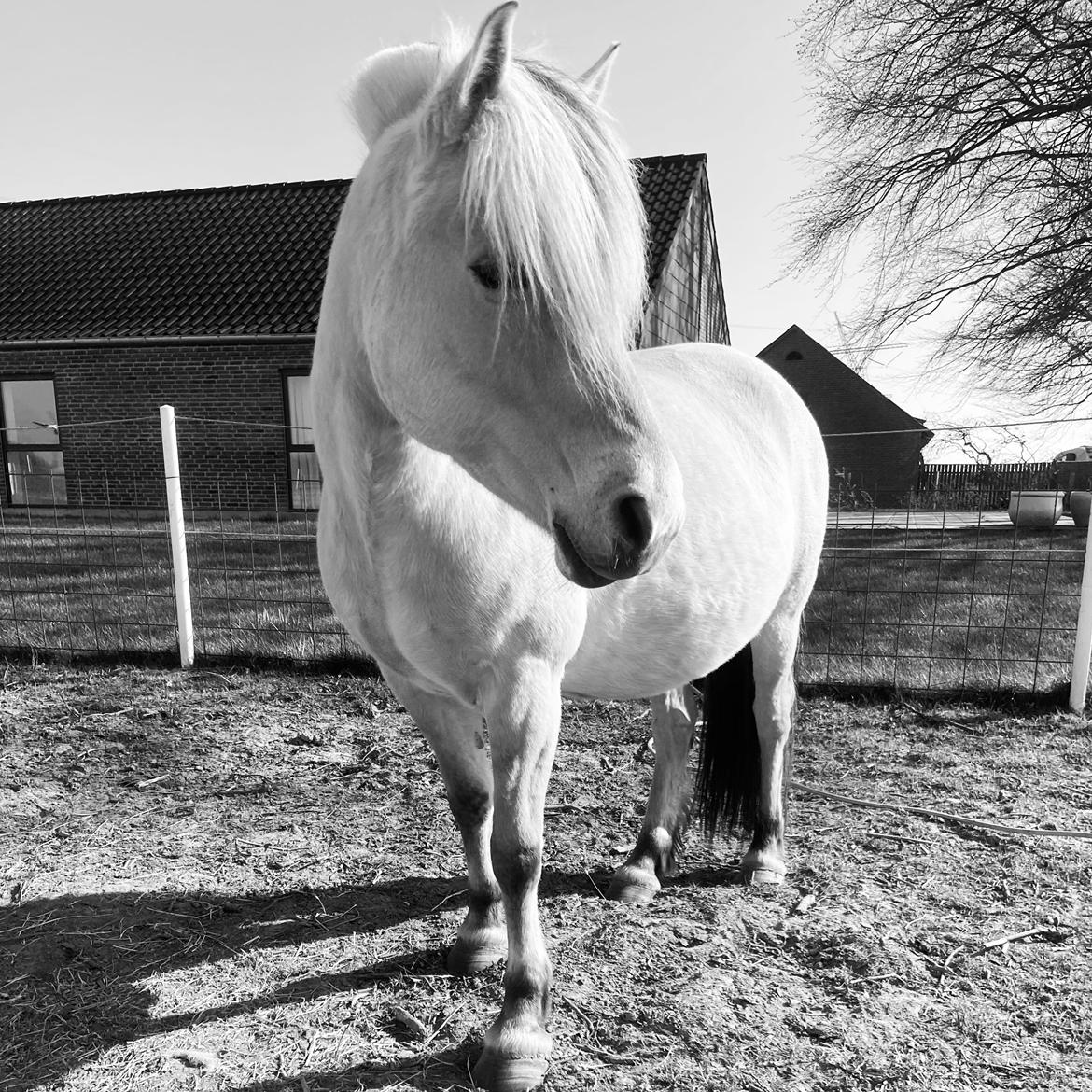 Fjordhest Mosegårdens Iris billede 3