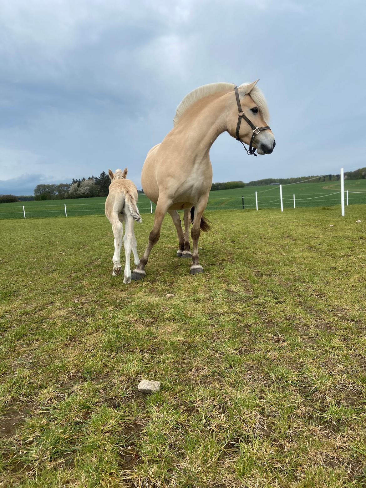 Fjordhest Mosegårdens Iris billede 2