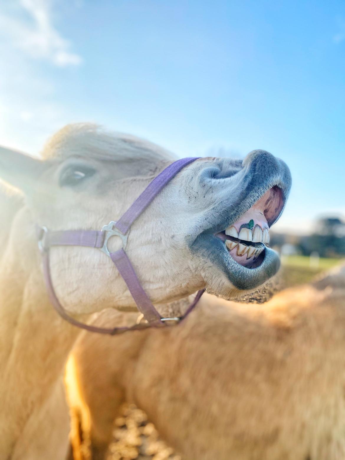Fjordhest Mosegårdens Iris billede 4