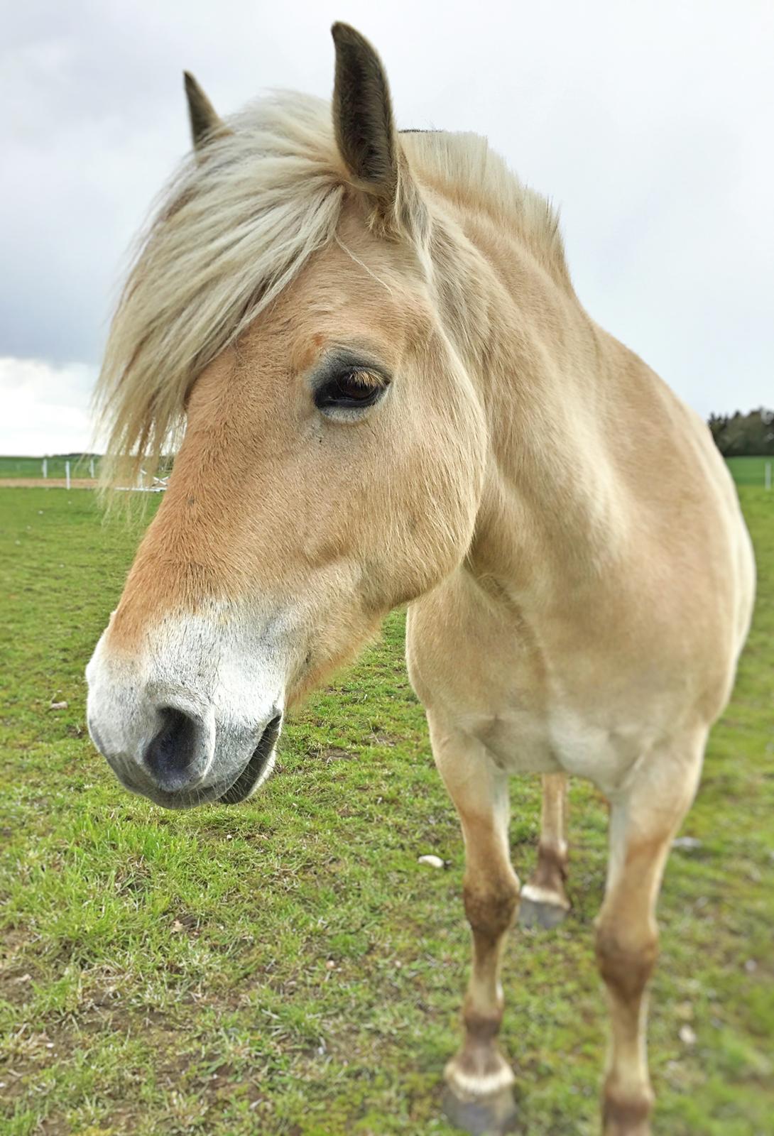 Fjordhest Mosegårdens Iris billede 5