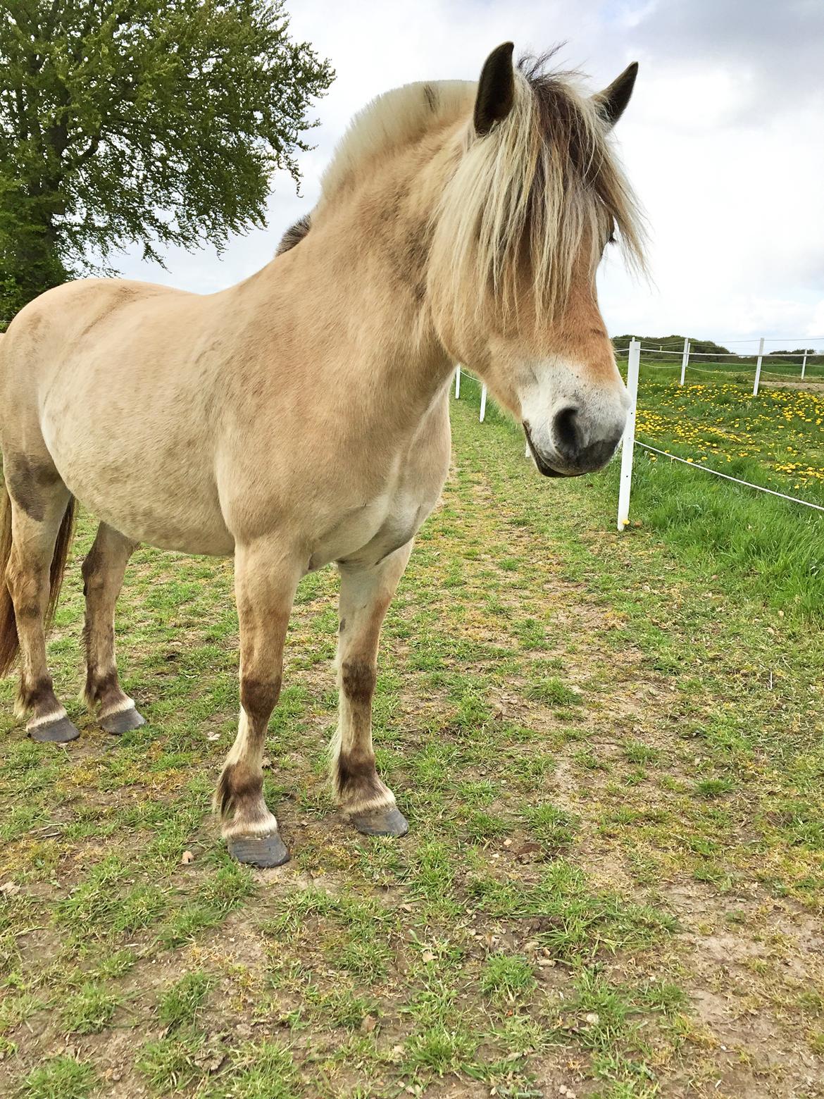 Fjordhest Mosegårdens Iris billede 6
