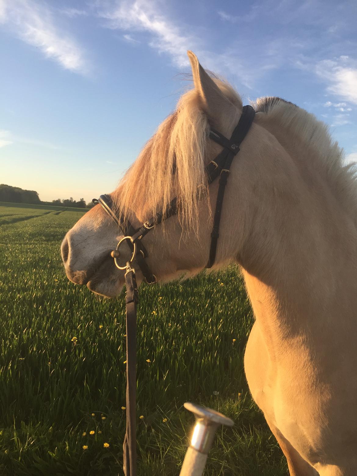 Fjordhest Mosegårdens Iris billede 8