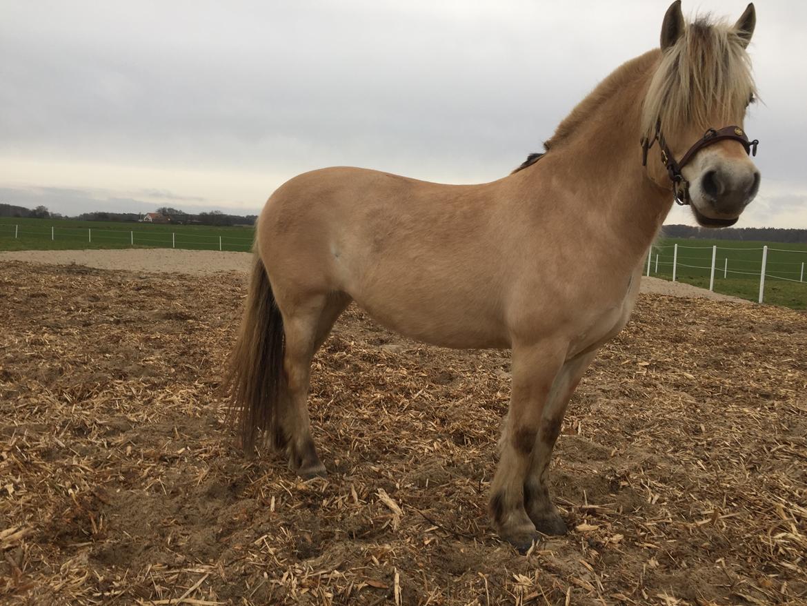 Fjordhest Mosegårdens Iris billede 9