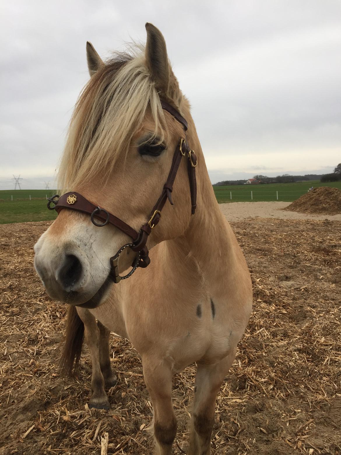 Fjordhest Mosegårdens Iris billede 10