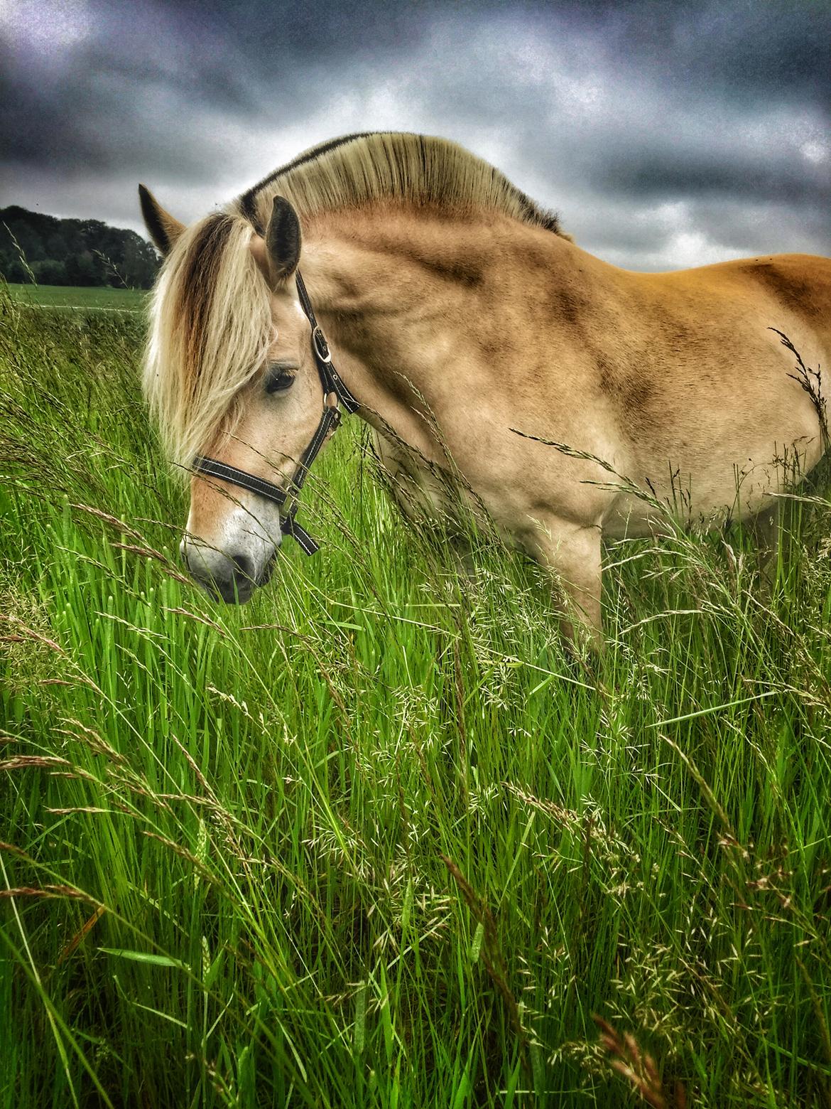 Fjordhest Mosegårdens Iris billede 12