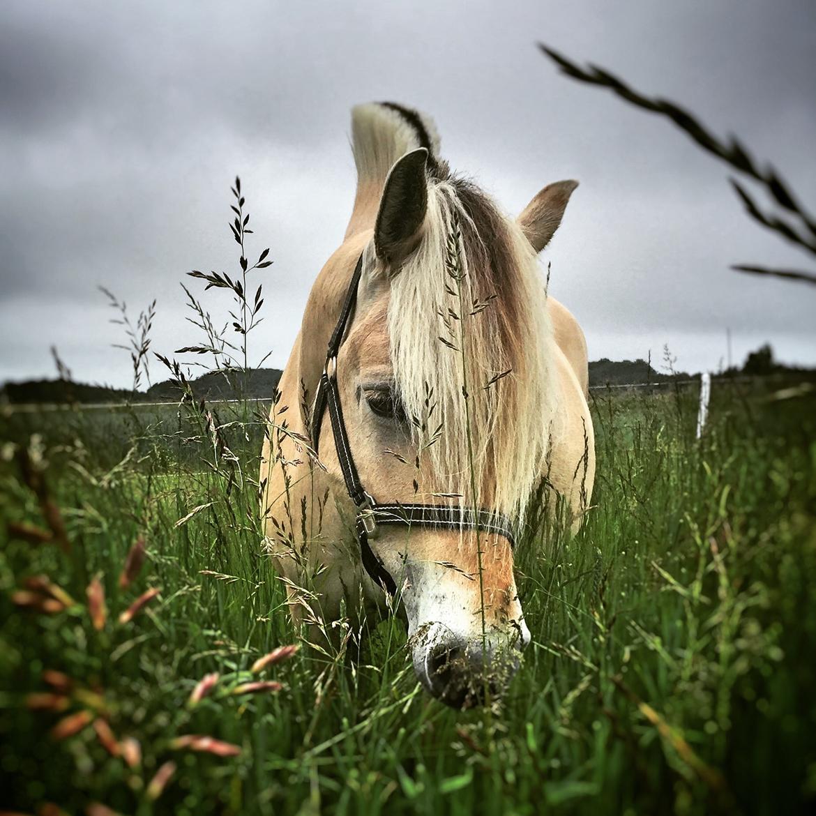 Fjordhest Mosegårdens Iris billede 13