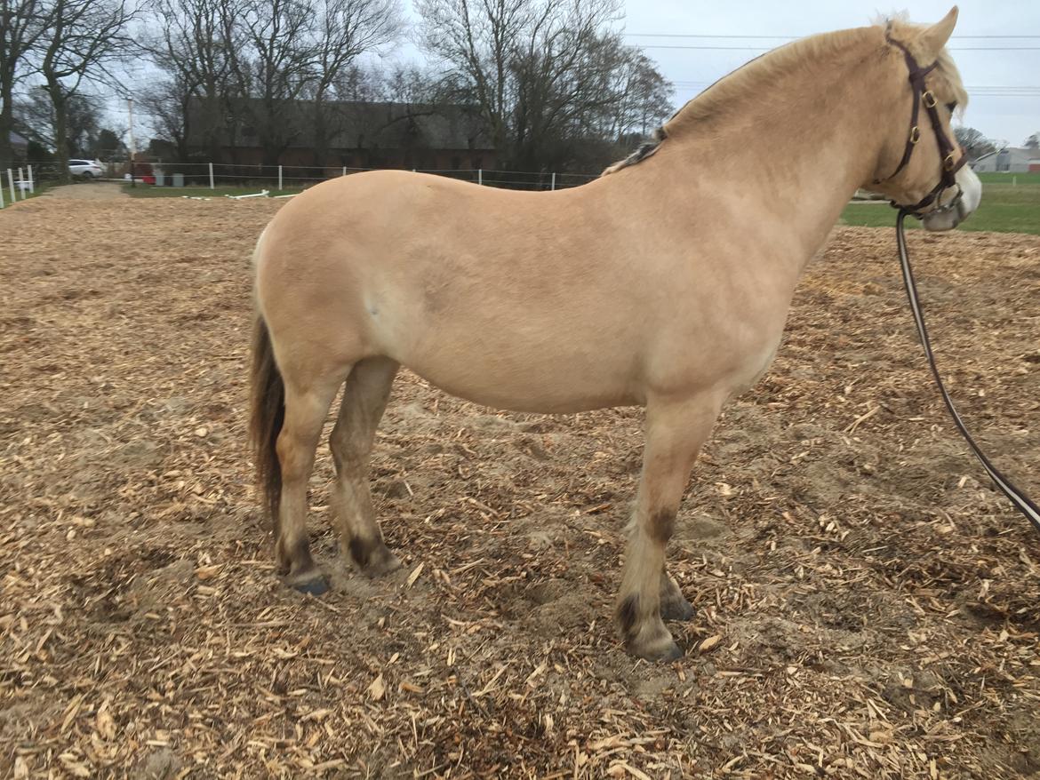 Fjordhest Mosegårdens Iris billede 11