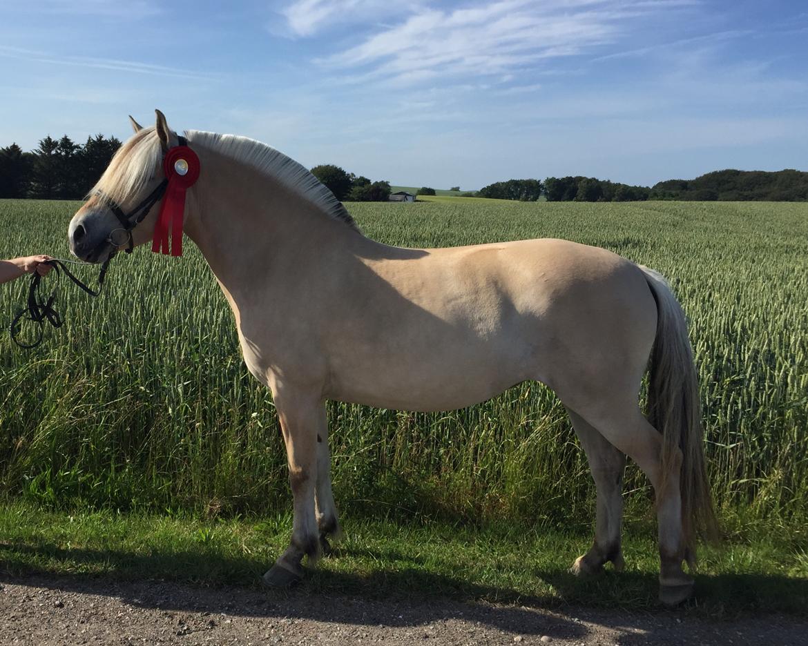 Fjordhest Mosegårdens Iris billede 14