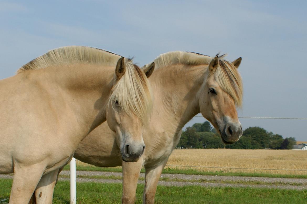 Fjordhest Mosegårdens Iris billede 16