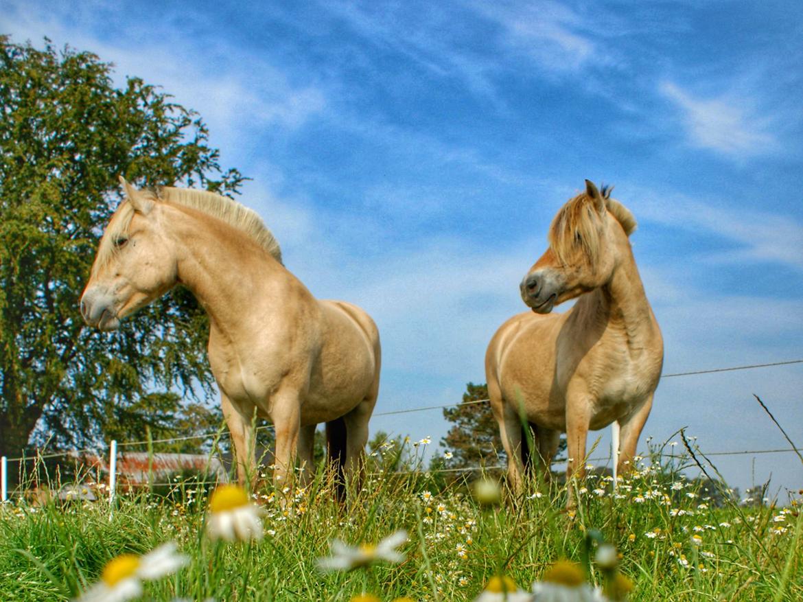 Fjordhest Mosegårdens Iris billede 17
