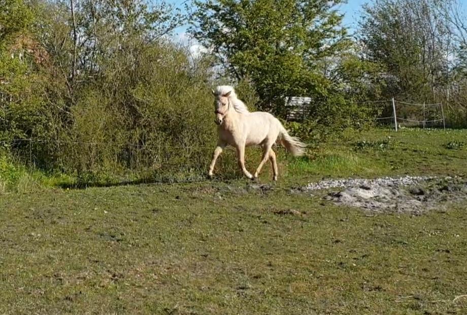 Islænder Ósk fra Haldgården SOLGT billede 17