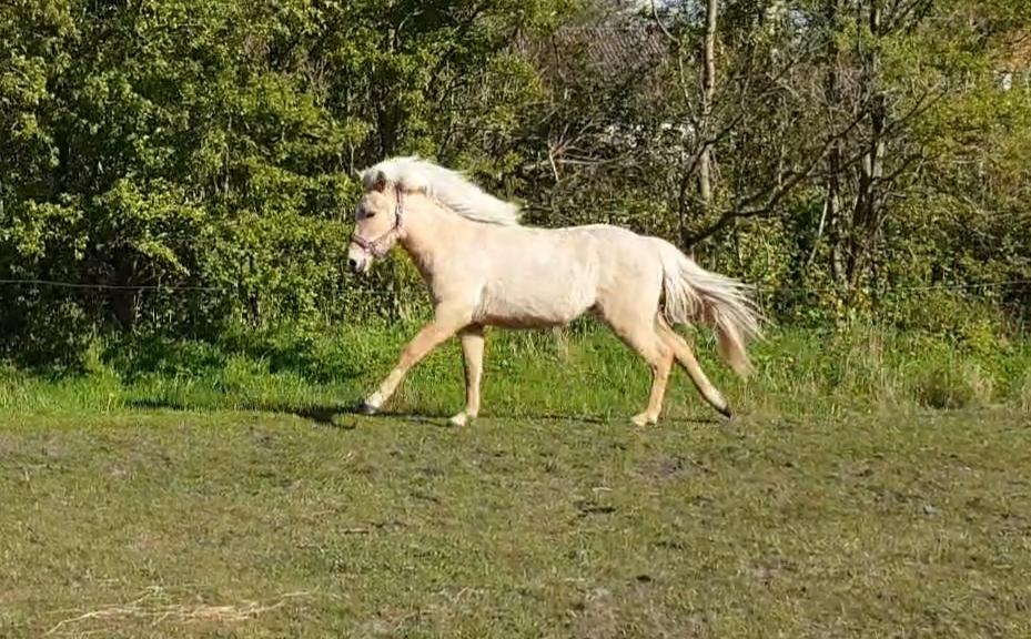 Islænder Ósk fra Haldgården SOLGT billede 8