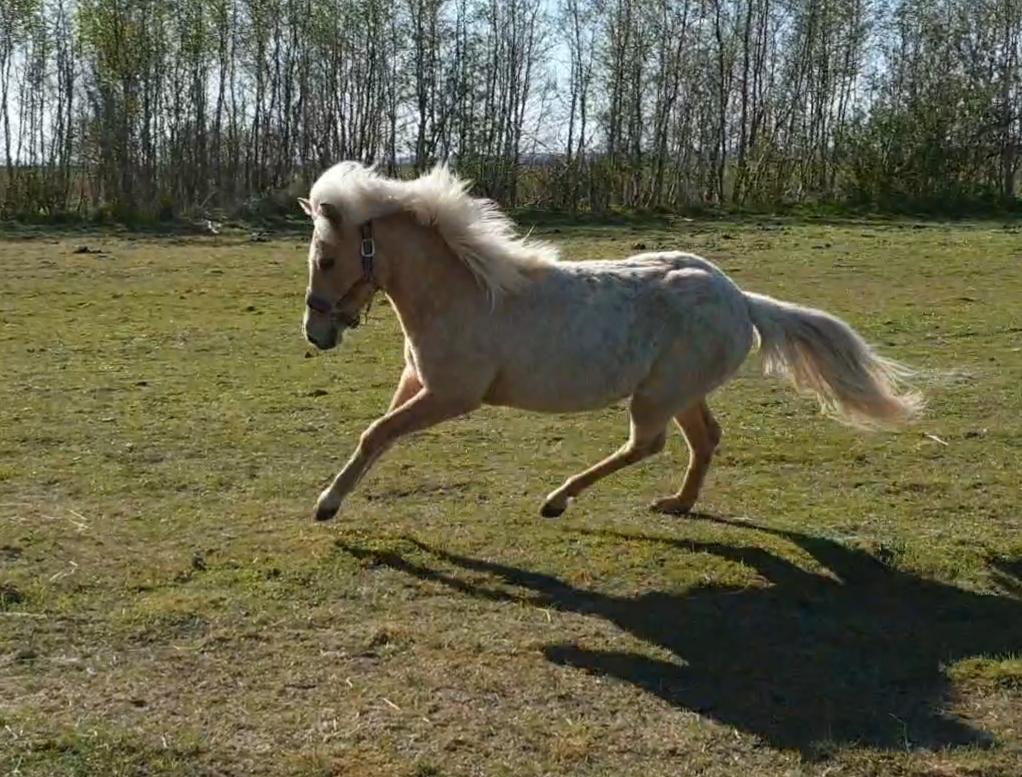 Islænder Ósk fra Haldgården SOLGT billede 19