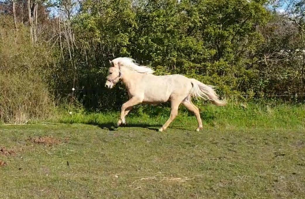 Islænder Ósk fra Haldgården SOLGT billede 18