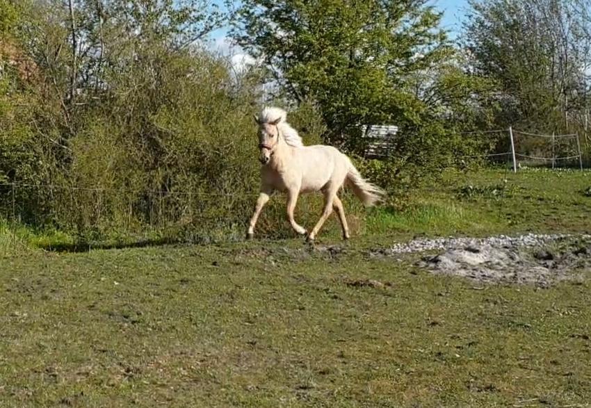 Islænder Ósk fra Haldgården SOLGT billede 21