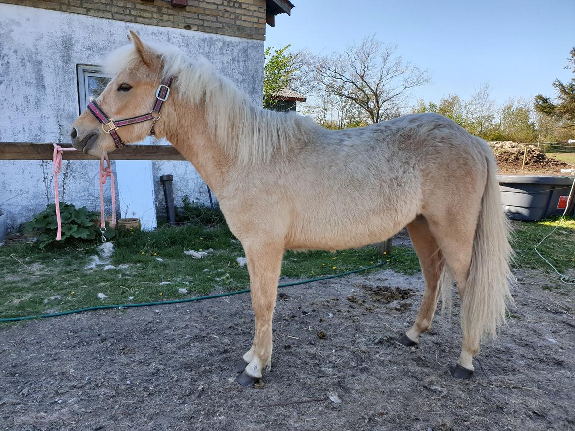 Islænder Ósk fra Haldgården SOLGT billede 20