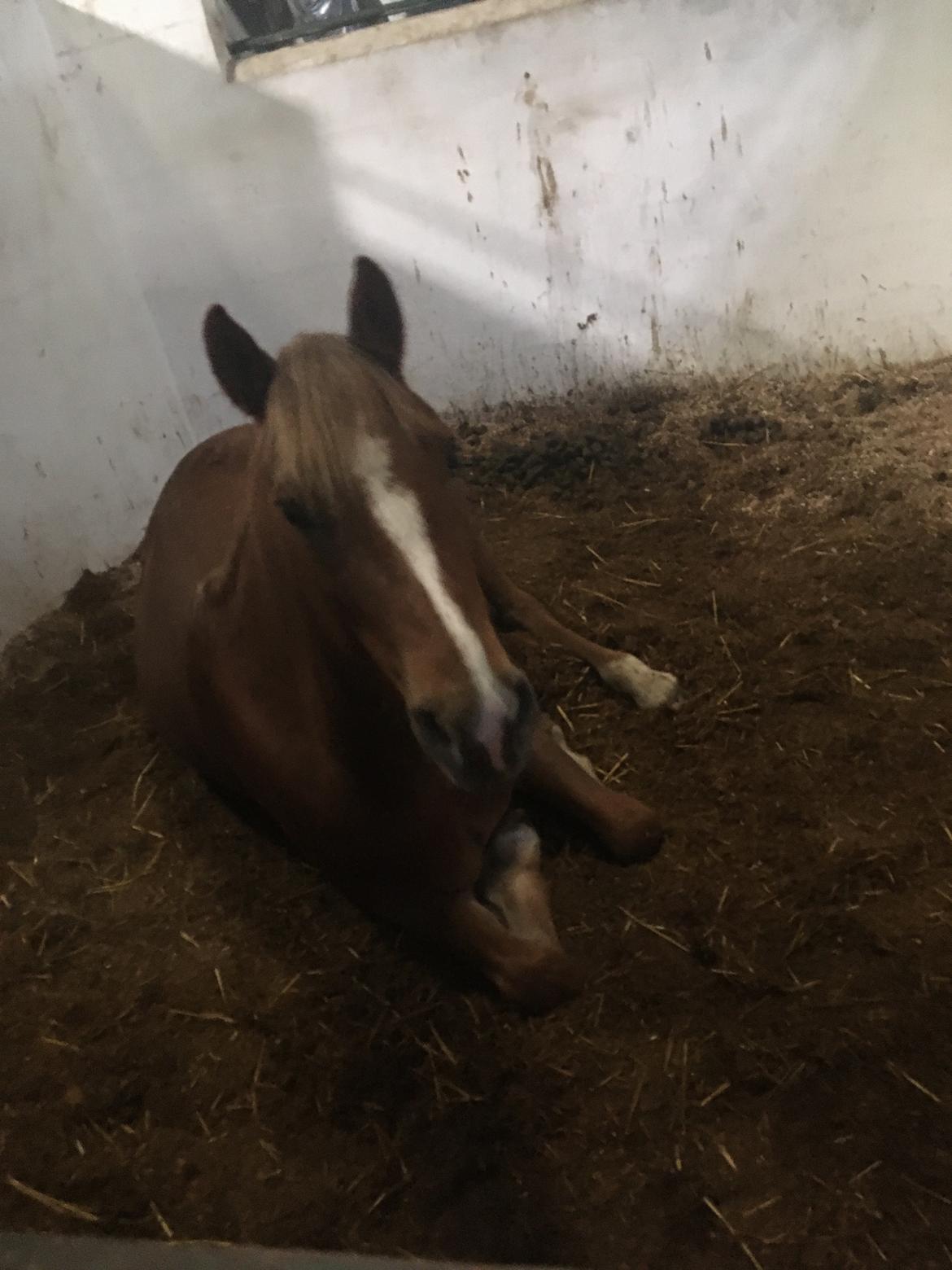 Palomino Wede's Miss Dia  billede 11