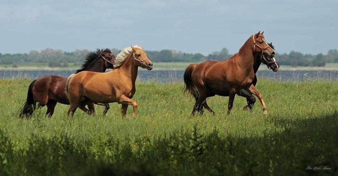 Palomino Wede's Miss Dia  billede 10