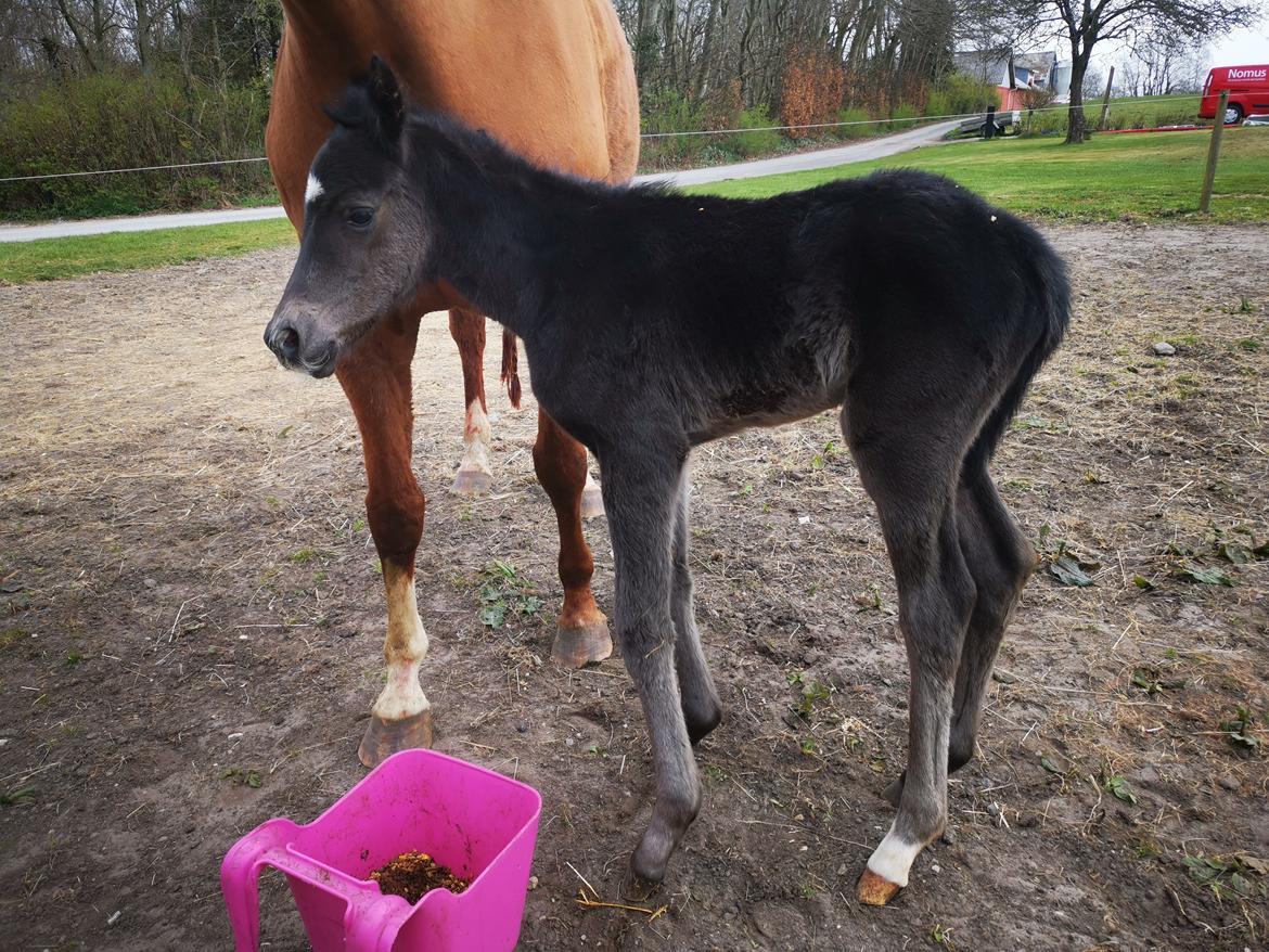 Anden særlig race Kahlua billede 3