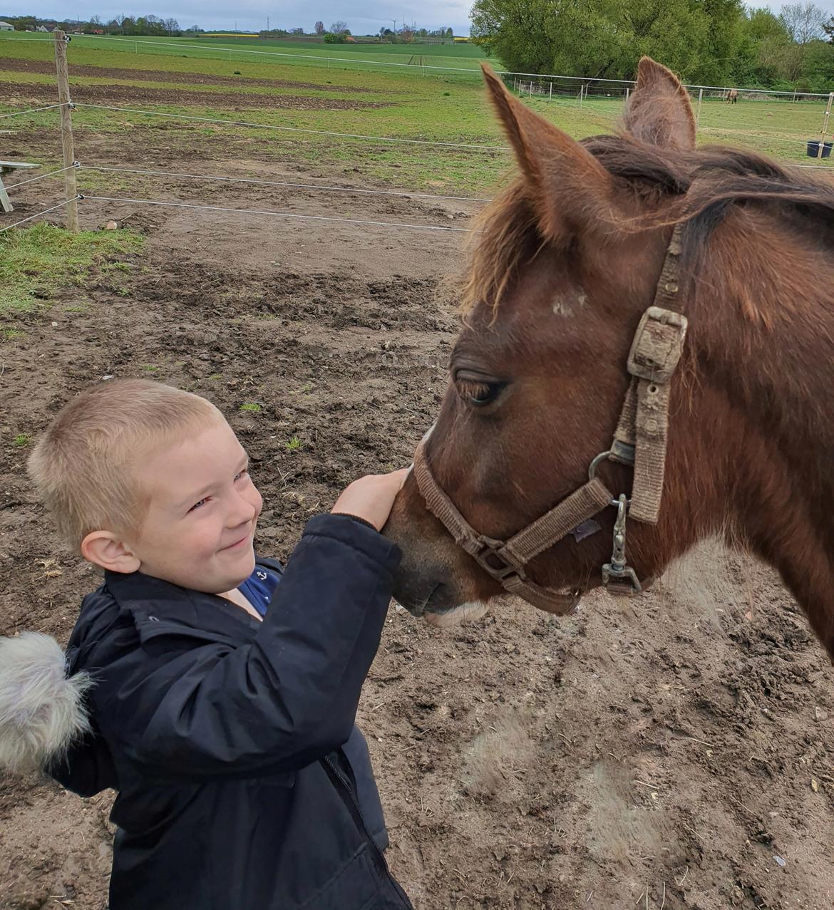Welsh Pony (sec B) Lindebakkens Tutti-Frutti  billede 4