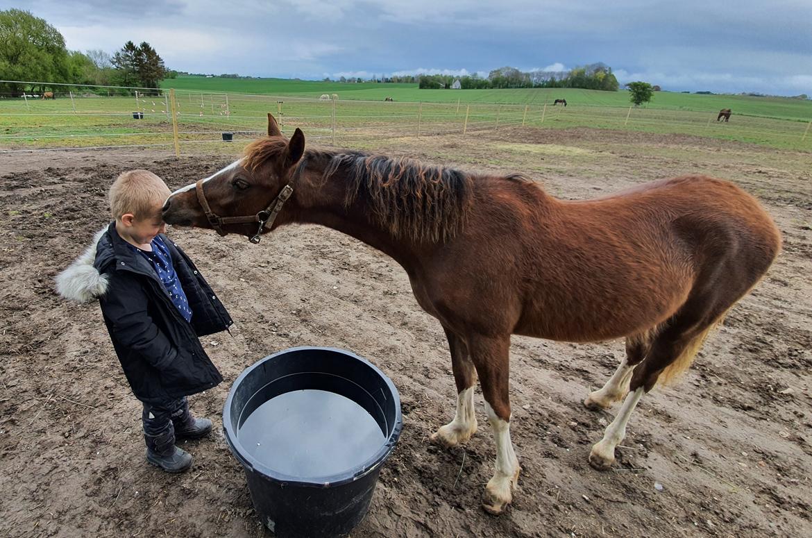Welsh Pony (sec B) Lindebakkens Tutti-Frutti  billede 3