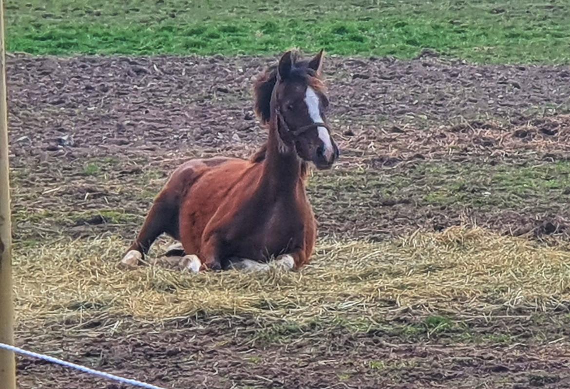 Welsh Pony (sec B) Lindebakkens Tutti-Frutti  billede 5