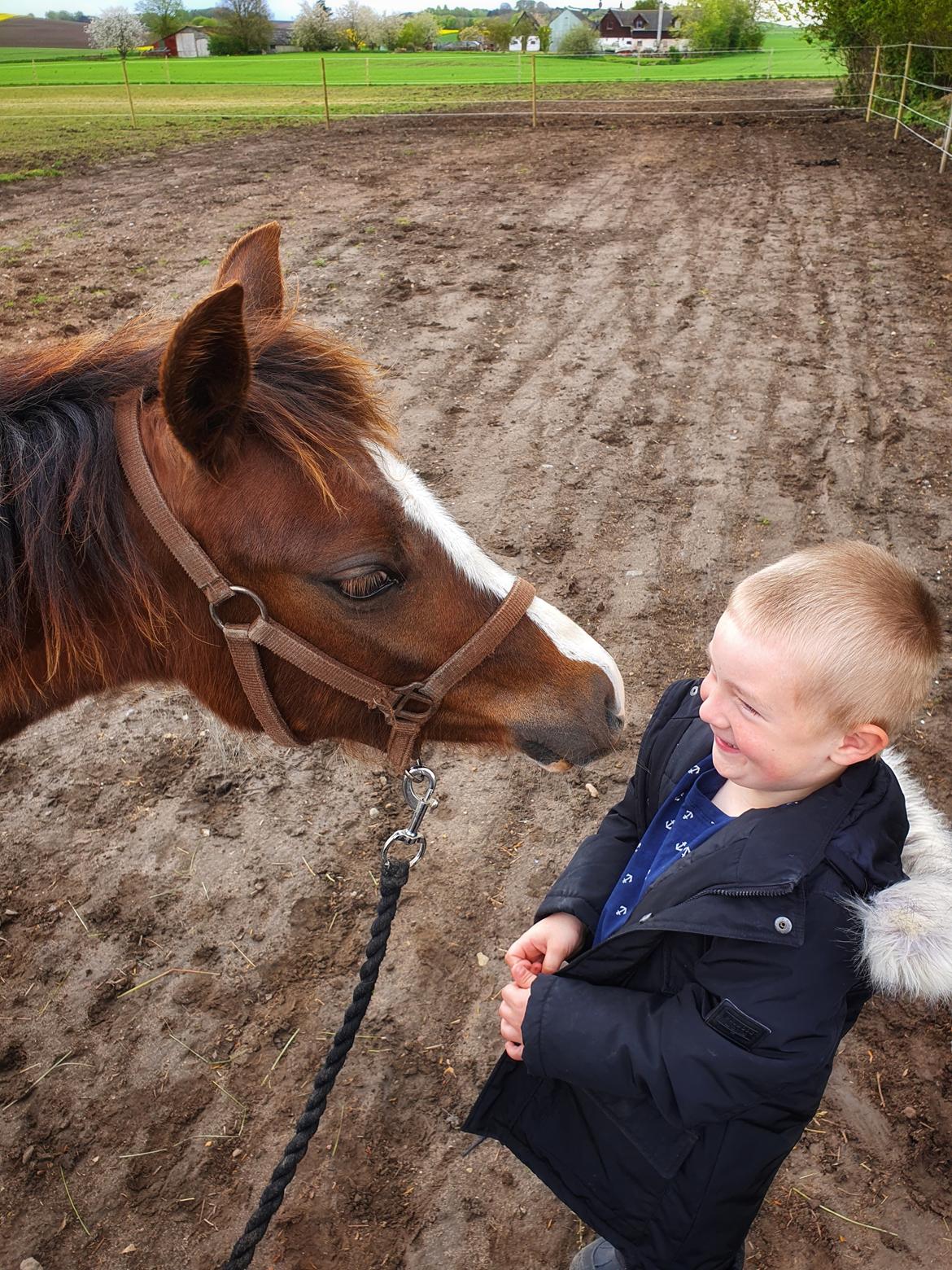 Welsh Pony (sec B) Lindebakkens Tutti-Frutti  billede 6
