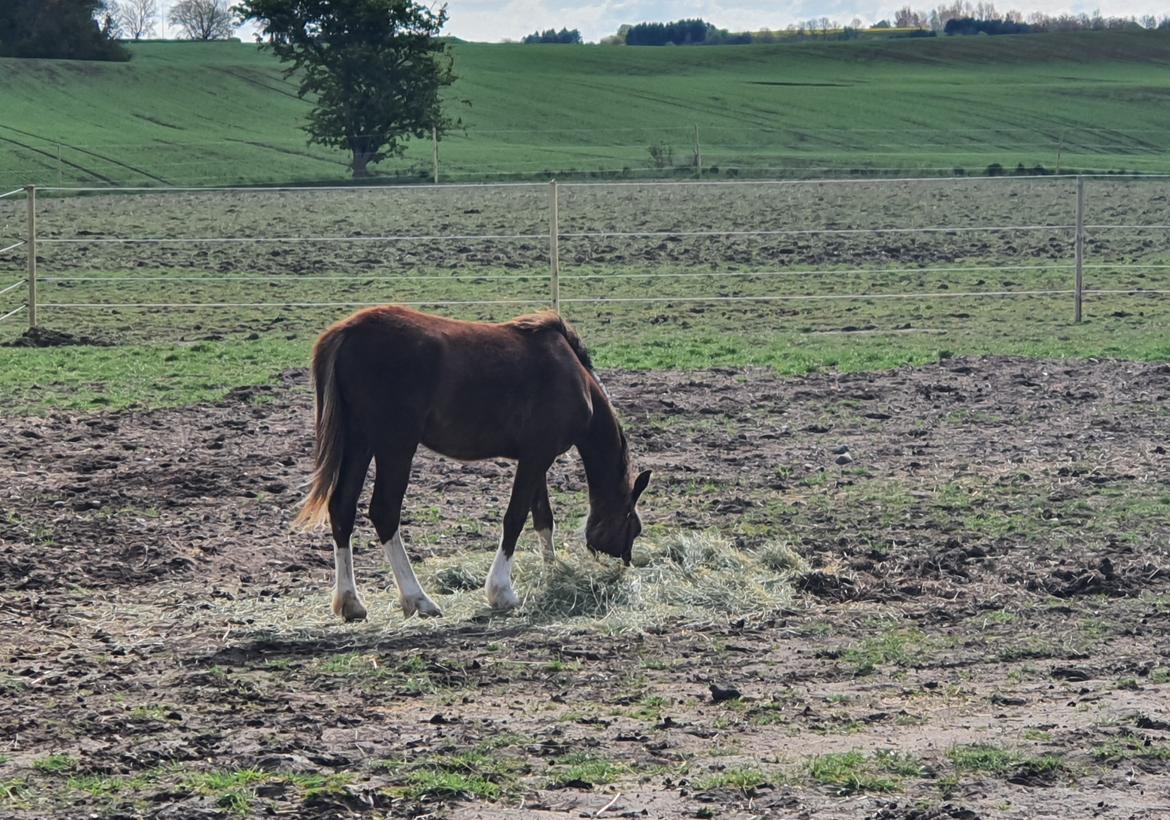 Welsh Pony (sec B) Lindebakkens Tutti-Frutti  billede 7