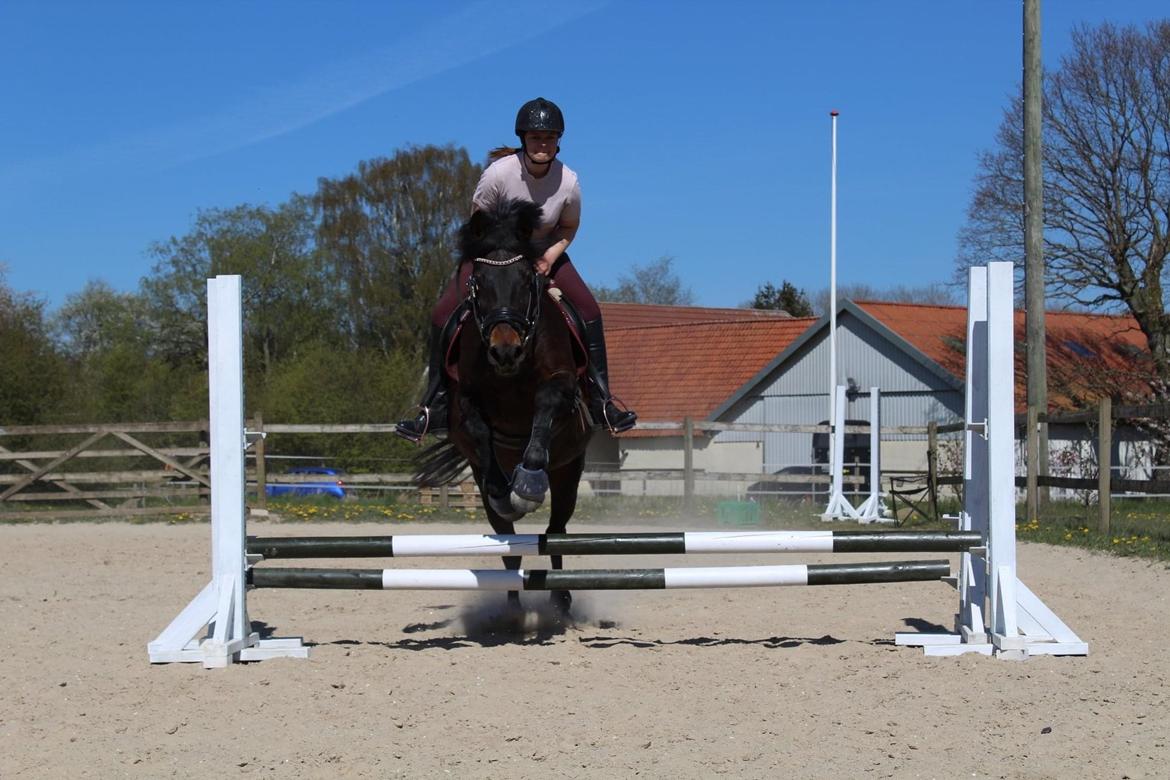 Anden særlig race Luna billede 9