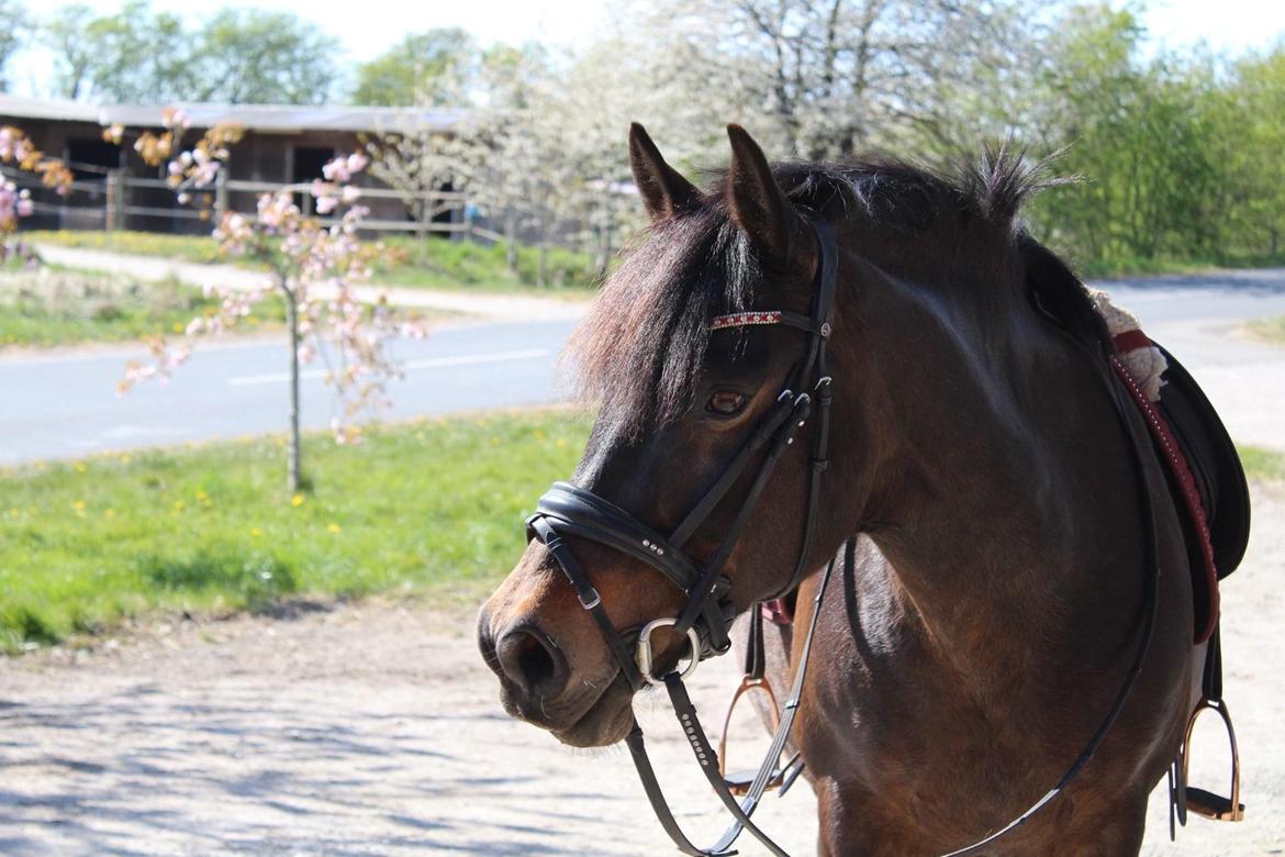 Anden særlig race Luna billede 10