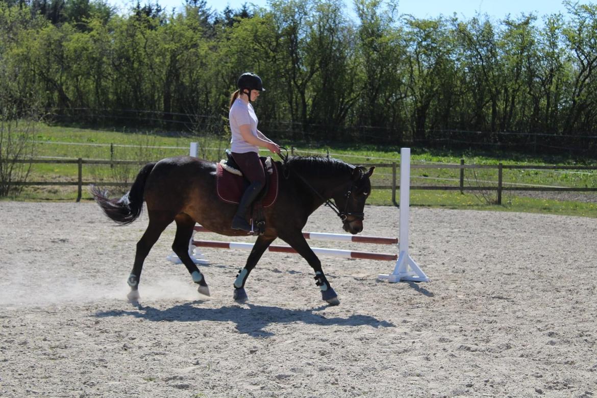 Anden særlig race Luna billede 18