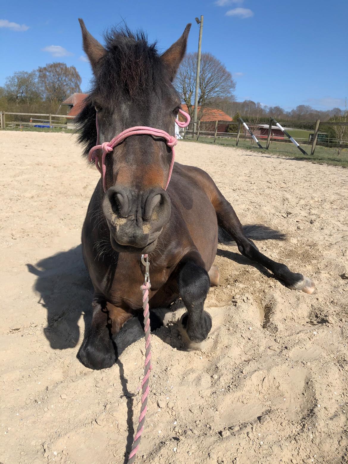 Anden særlig race Luna billede 19