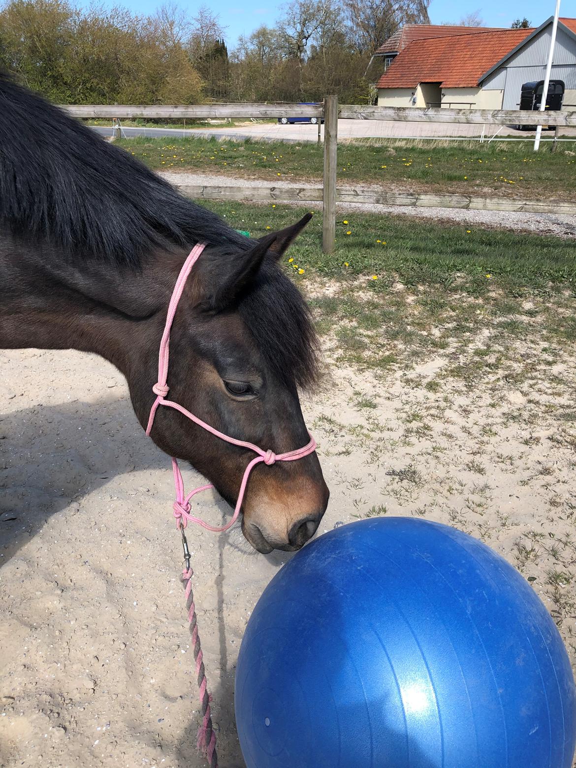 Anden særlig race Luna billede 20