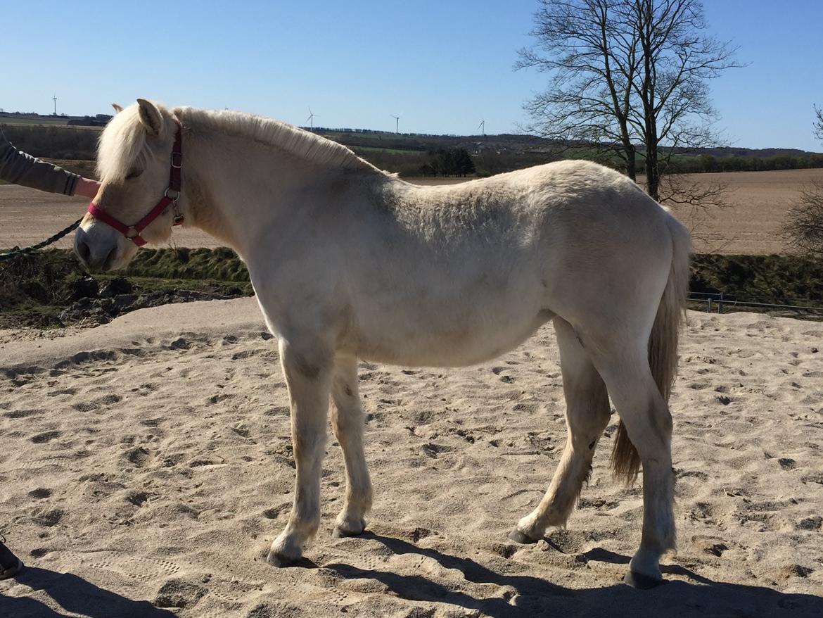 Fjordhest Lindelyst Elvira billede 9