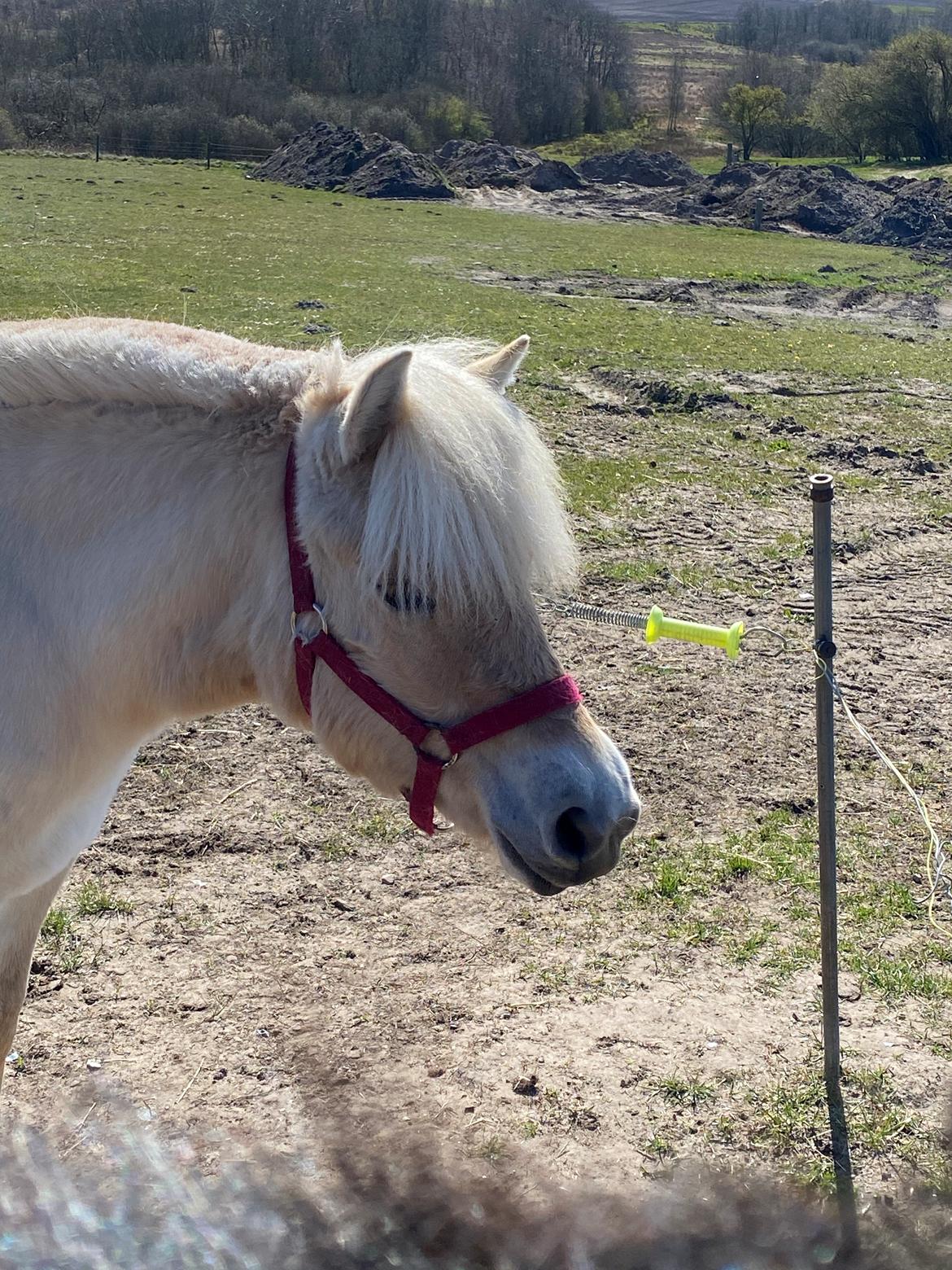 Fjordhest Lindelyst Elvira billede 8