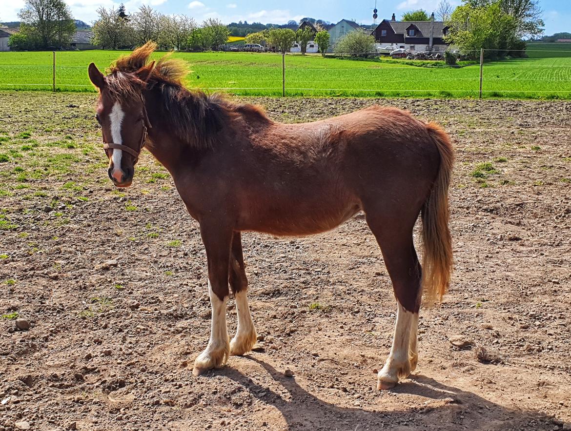 Welsh Pony (sec B) Lindebakkens Tutti-Frutti  billede 8