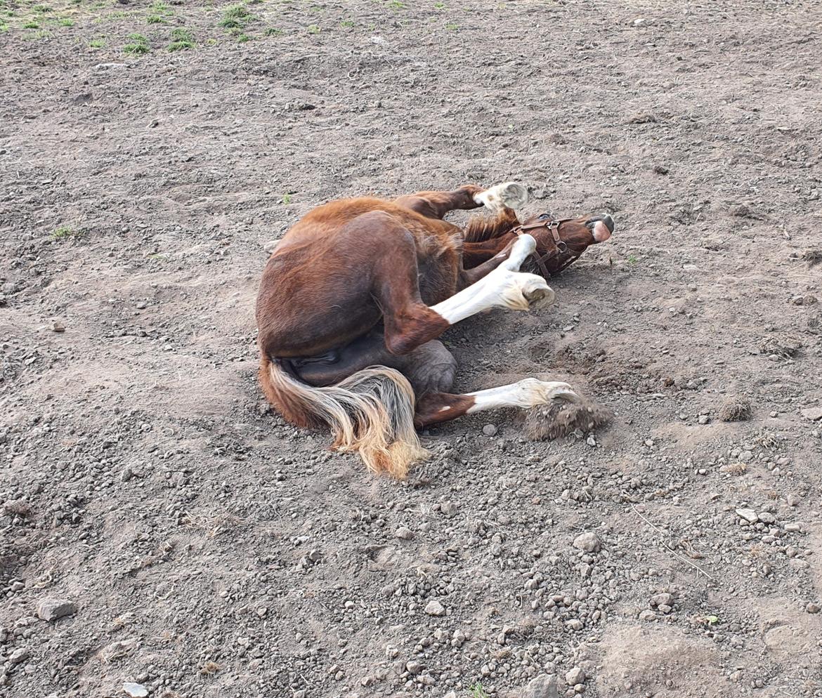 Welsh Pony (sec B) Lindebakkens Tutti-Frutti  billede 10