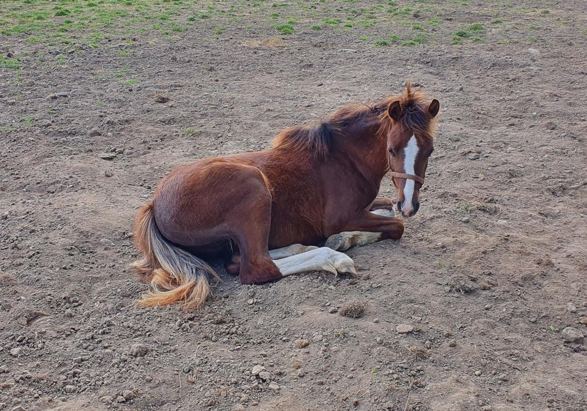 Welsh Pony (sec B) Lindebakkens Tutti-Frutti  billede 9