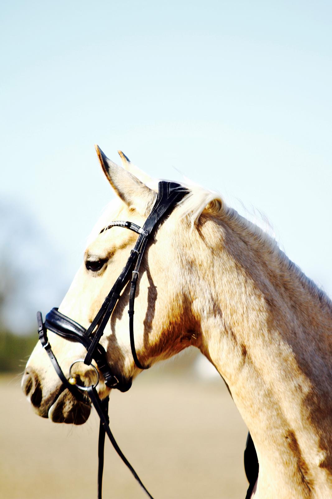 Palomino Trollelys Hemera - Tak fordi I kiggede forbi Mera! billede 17