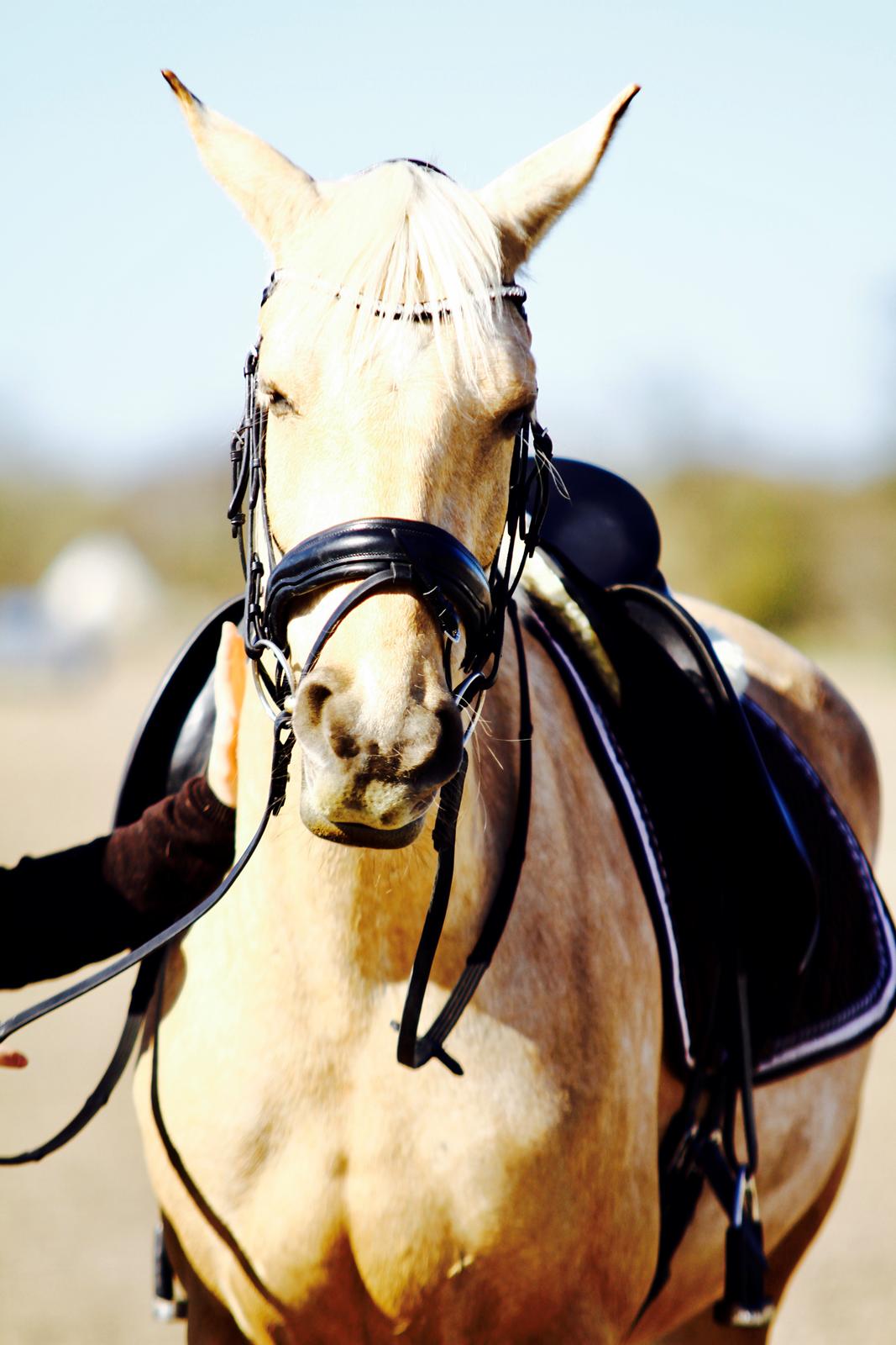 Palomino Trollelys Hemera - Jeg elsker at blive nusset <3 billede 2