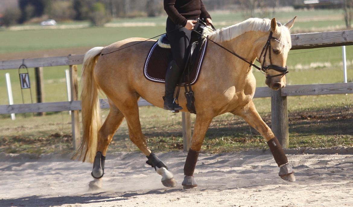 Palomino Trollelys Hemera billede 8