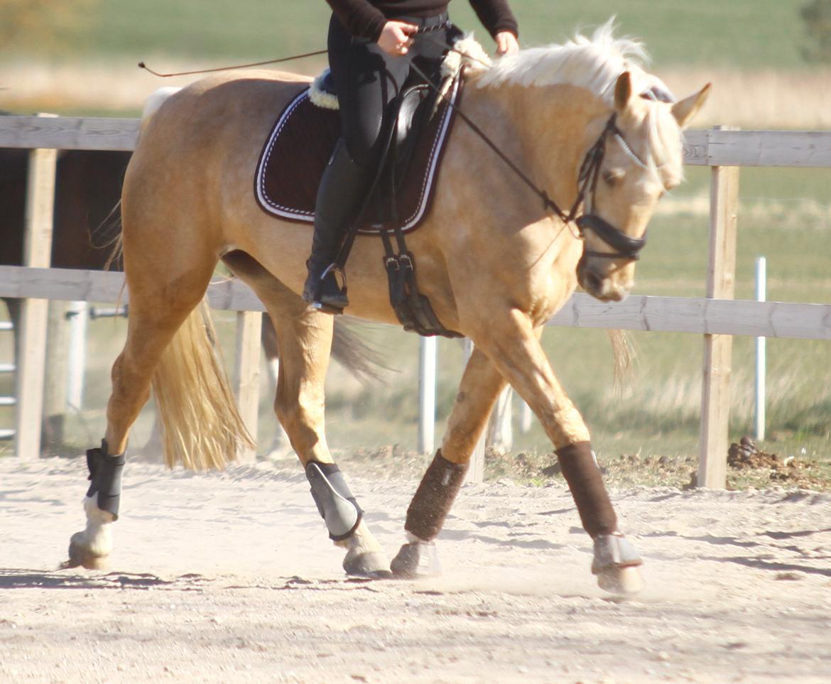 Palomino Trollelys Hemera billede 6