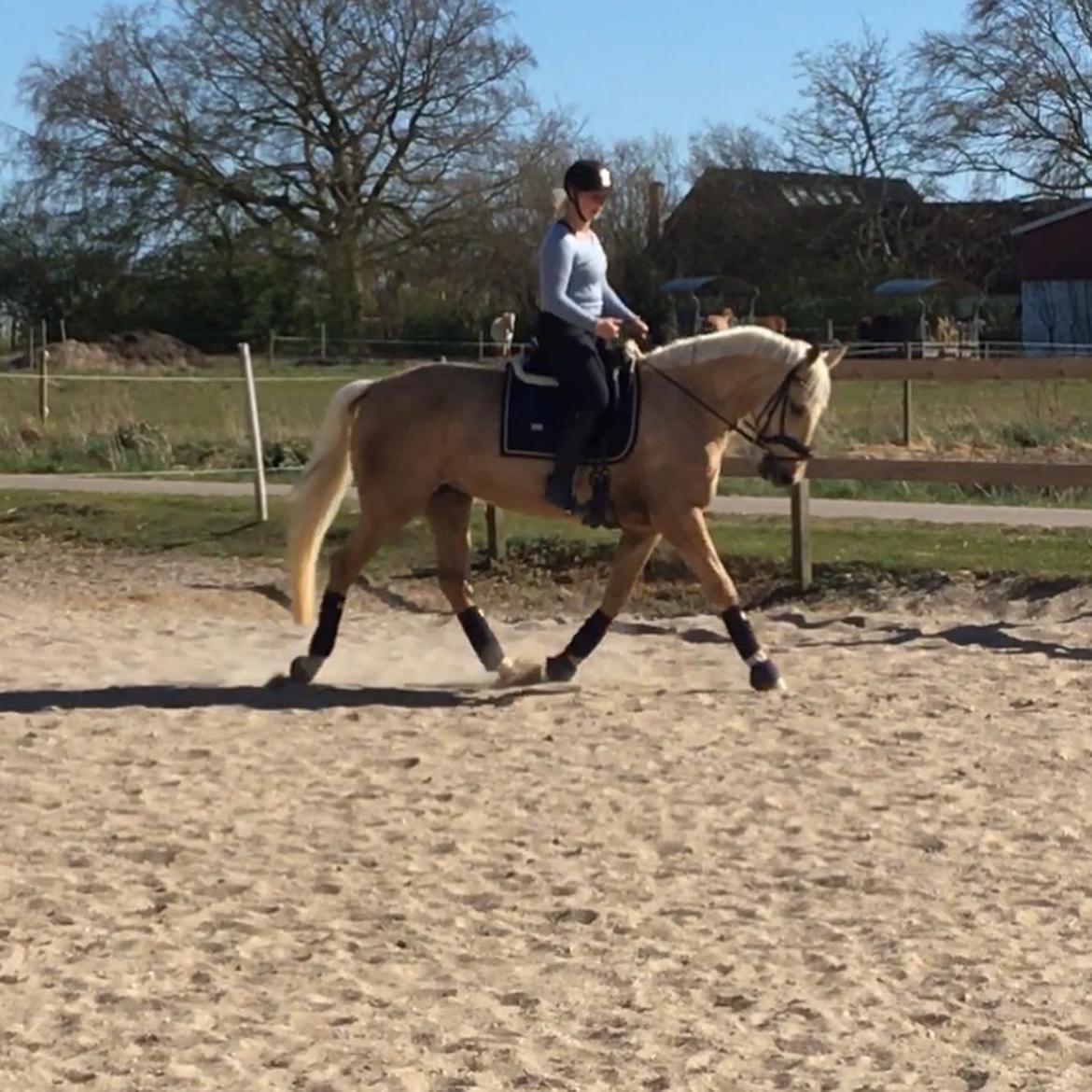 Palomino Trollelys Hemera billede 7