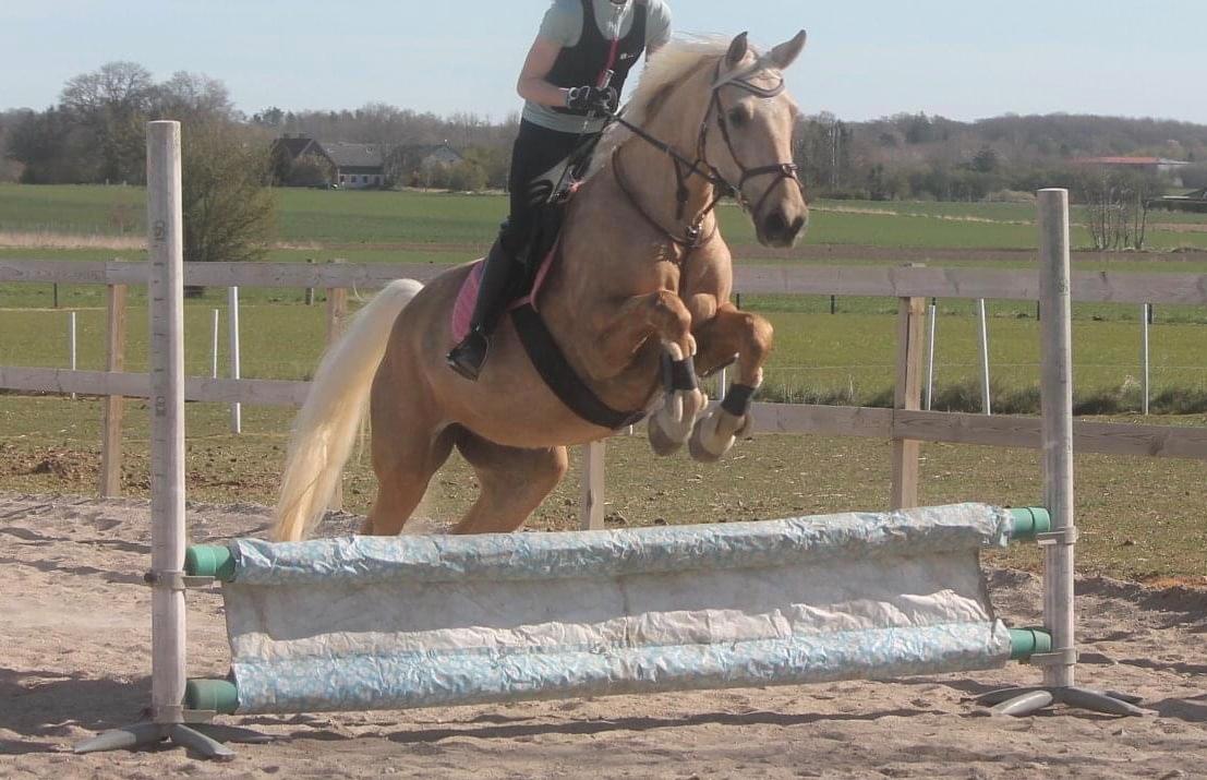 Palomino Trollelys Hemera - Ikke en gang et enkelt kig på fyldet!! billede 10