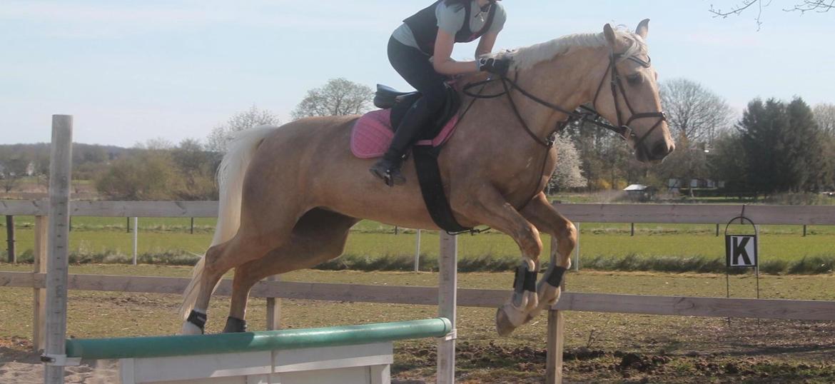 Palomino Trollelys Hemera - Hemera elsker at springe XD billede 9
