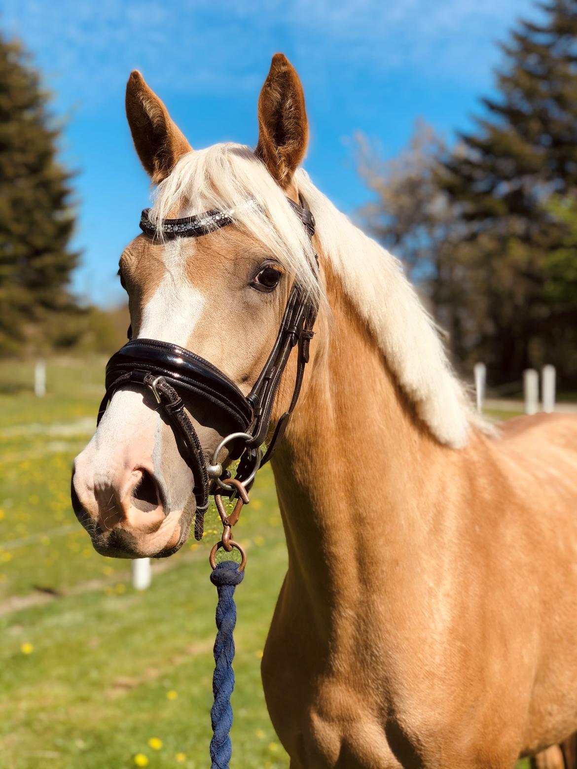 DSP Calinaya Petite Nobility - 1 år og 10 måneder billede 1